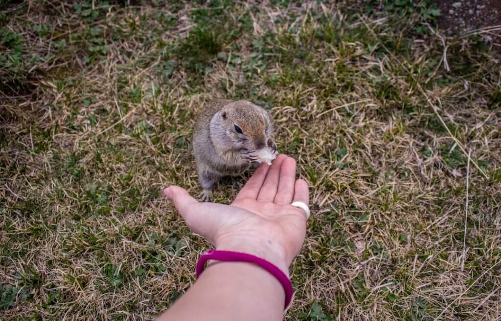 handling hamster