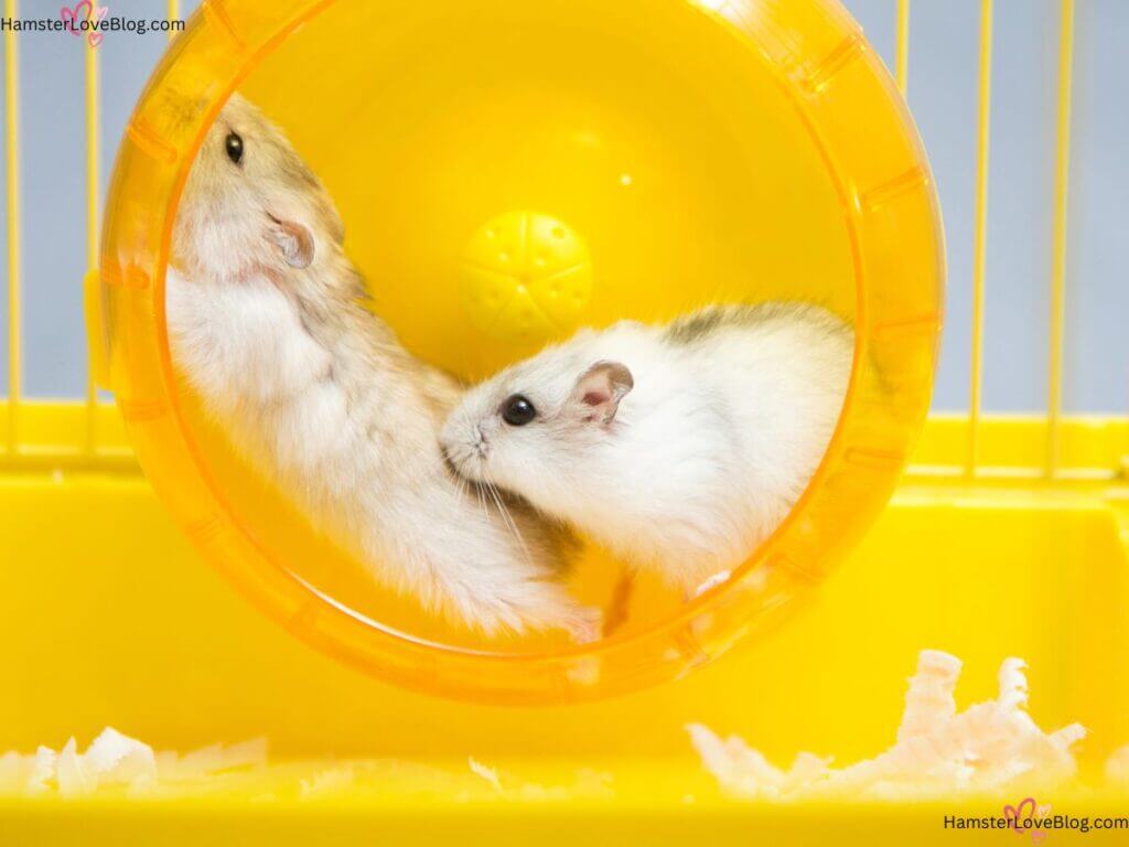 Guide To Housing Hamsters Together