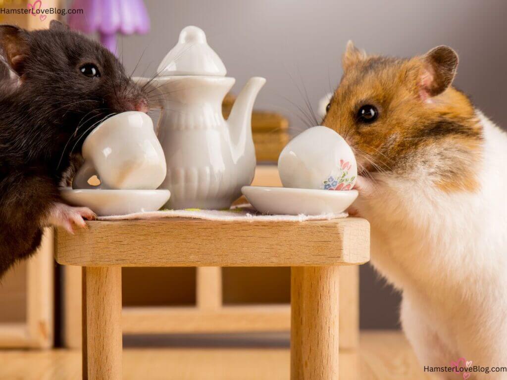 hamster playing teatime