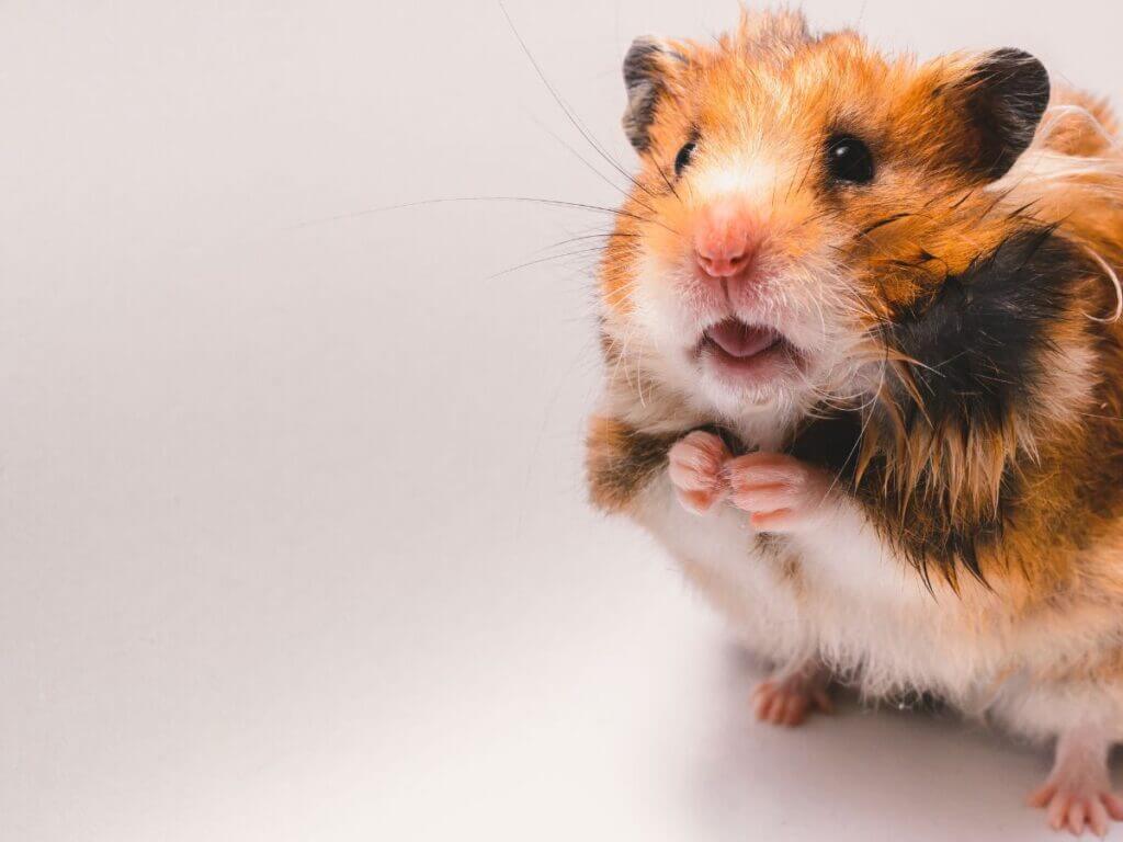 timid hamster