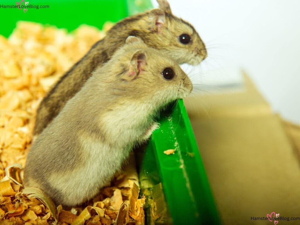 tips to house hamster together successfully