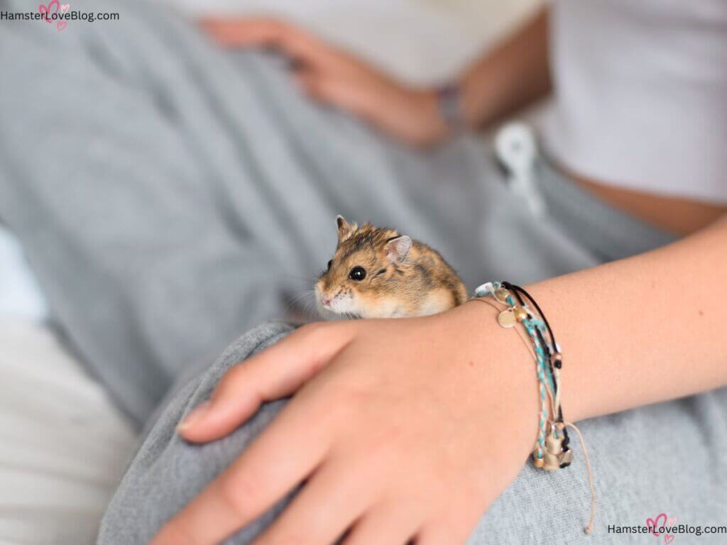 Roborovski Hamster