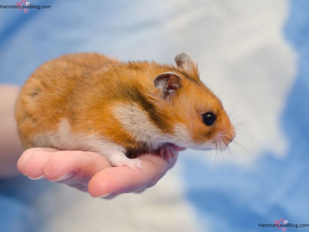 Syrian Hamster