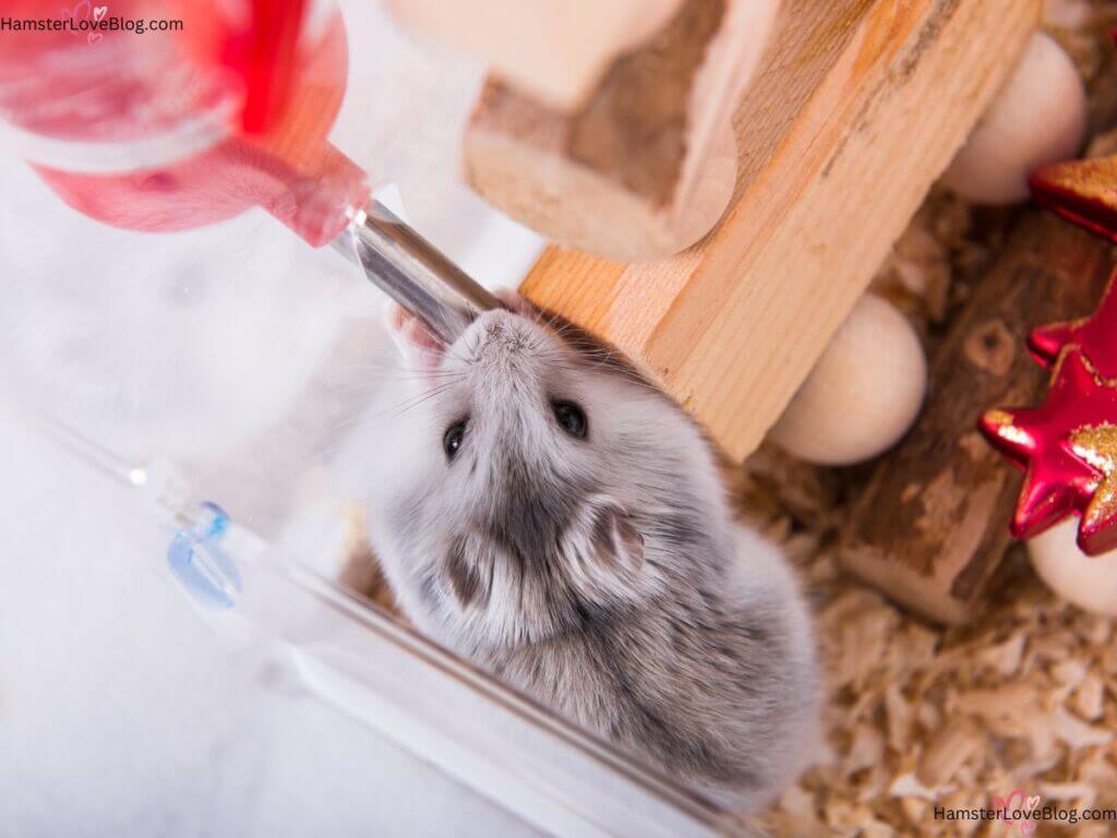 hydrating hamster