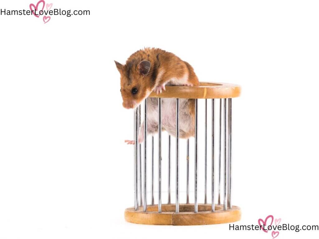 understanding hamster behavior